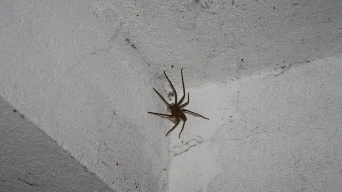 Pusės delno didumo voras mūsų kambaryje
