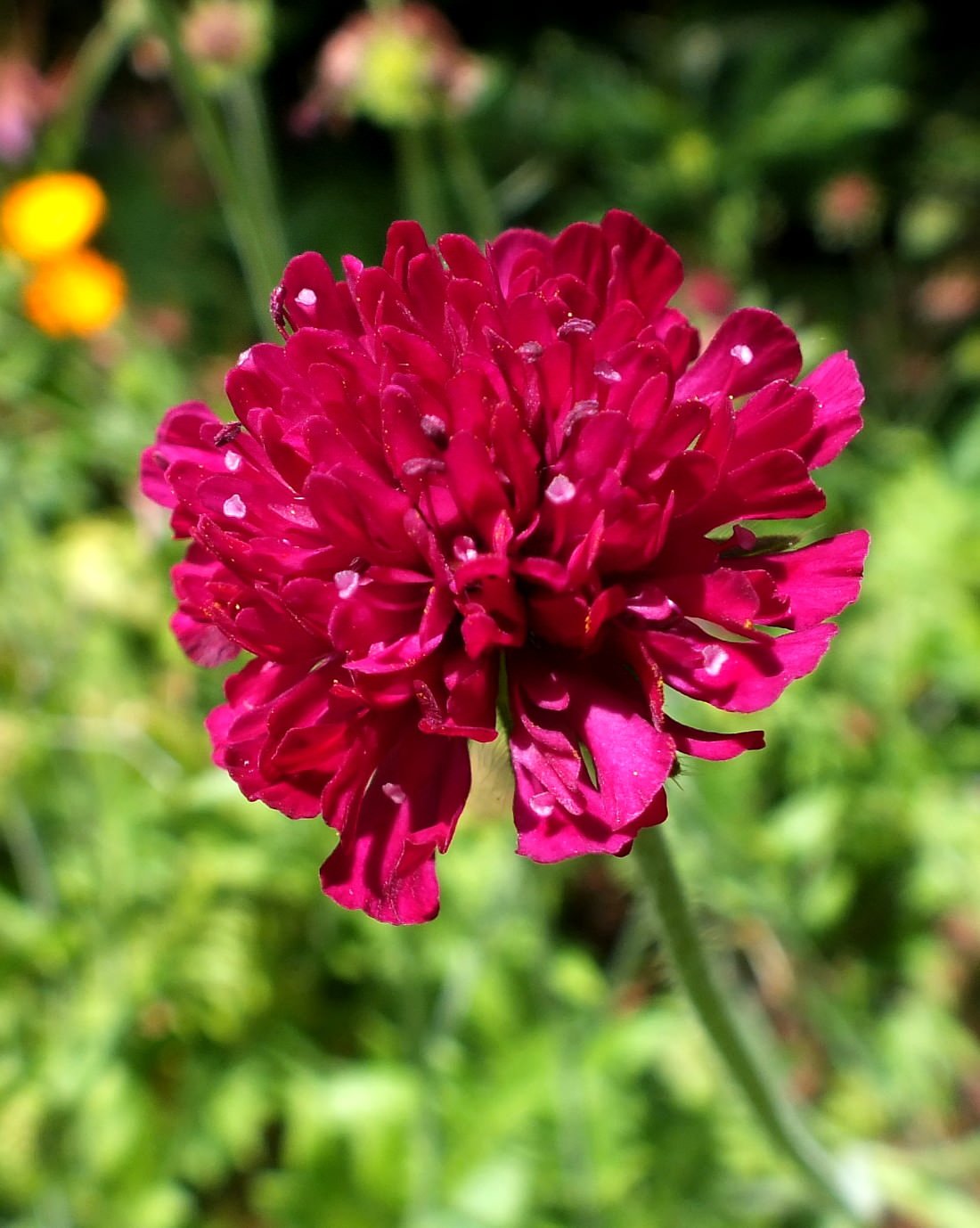 Clover
