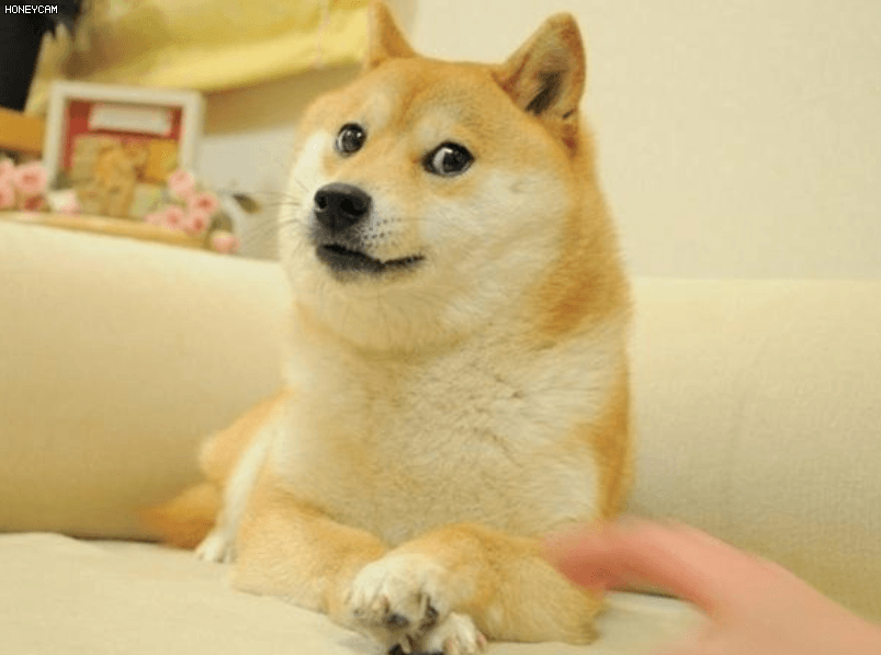 doge_siba.gif