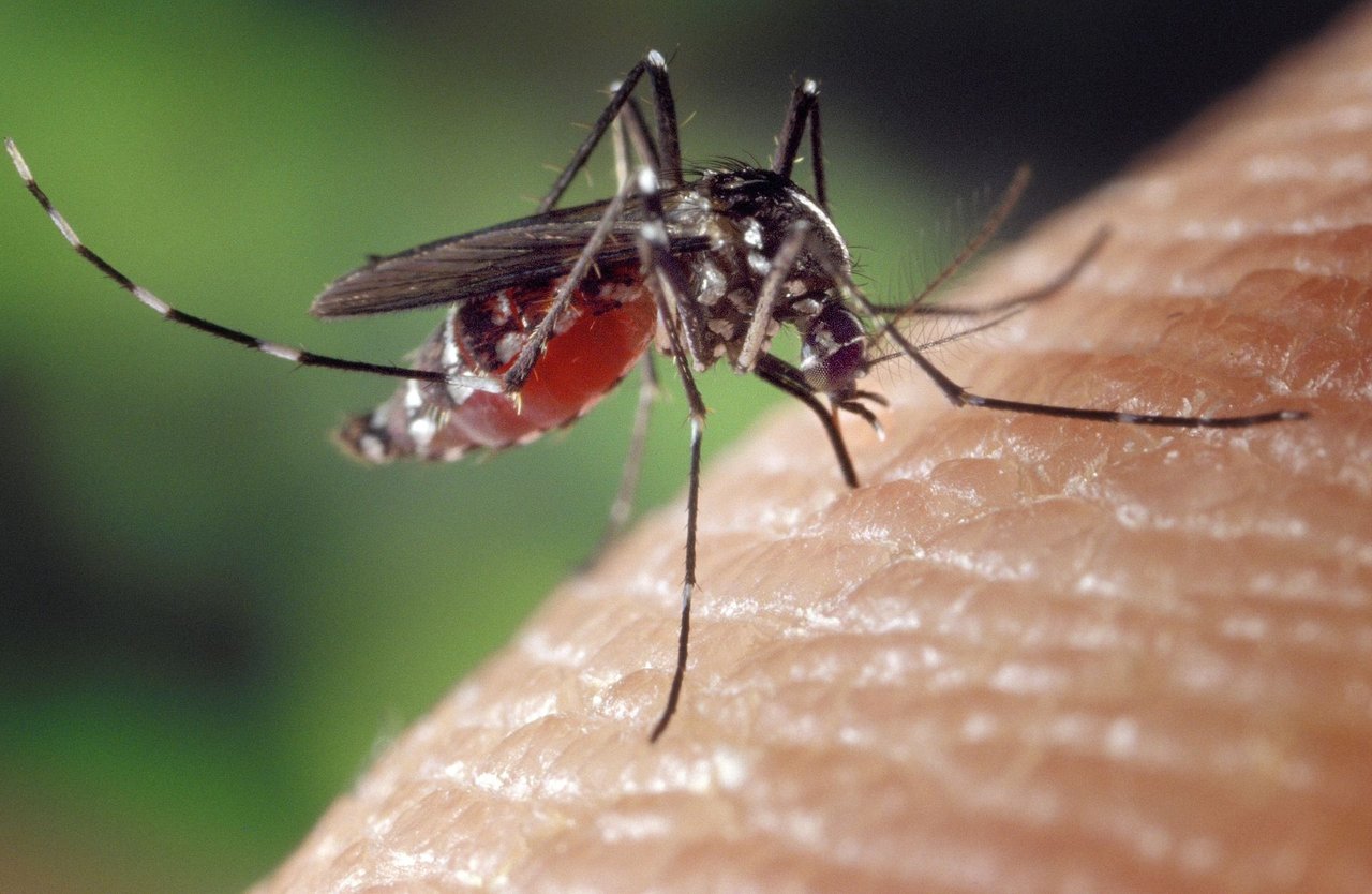 Mosquito Aedes albopictus.jpg