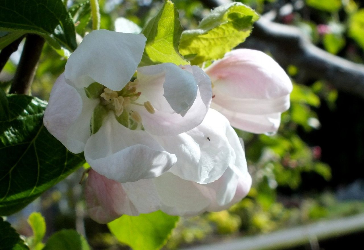 1132-Apple07.jpg
