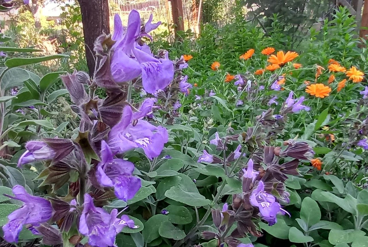 0304-Sage.jpg