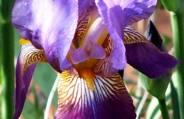 0908-Irises.jpg