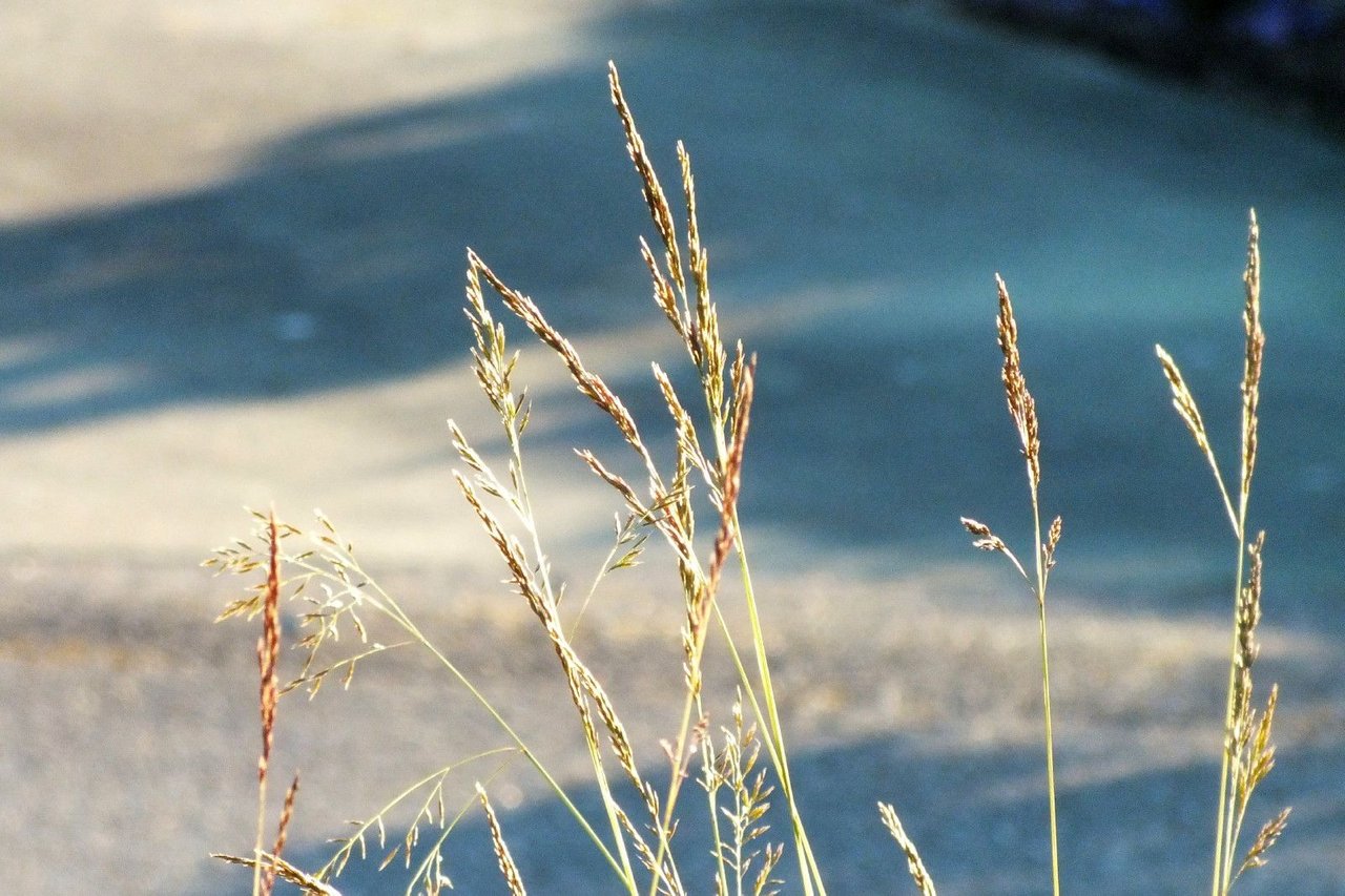 0362-Grasses.JPG