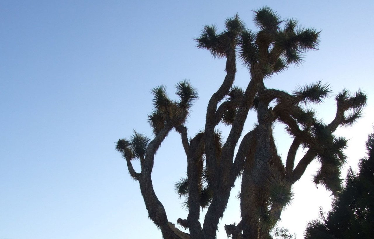 0978-JoshuaTree.JPG