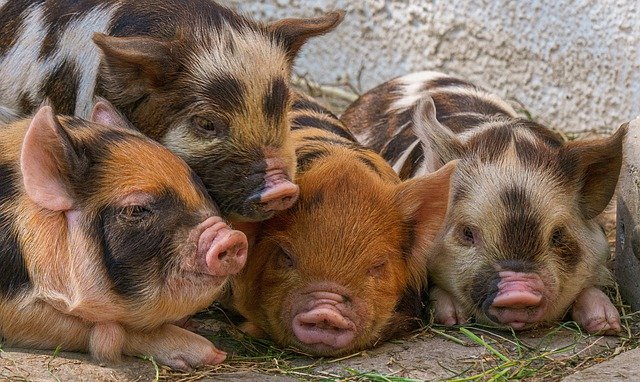 piggy-g0ed4a3c7a_640.jpg