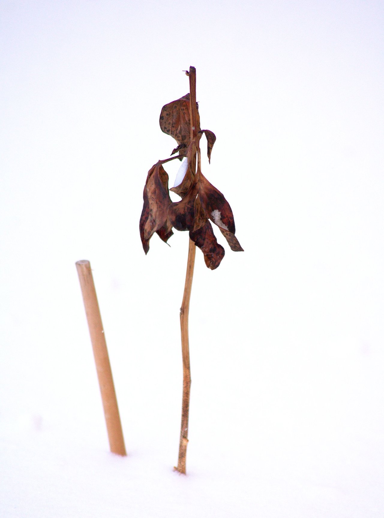 DSC_3154.jpg