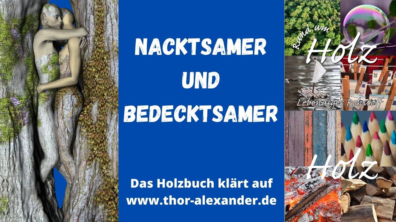 HZ Nackt und Bedecktsamer.jpg