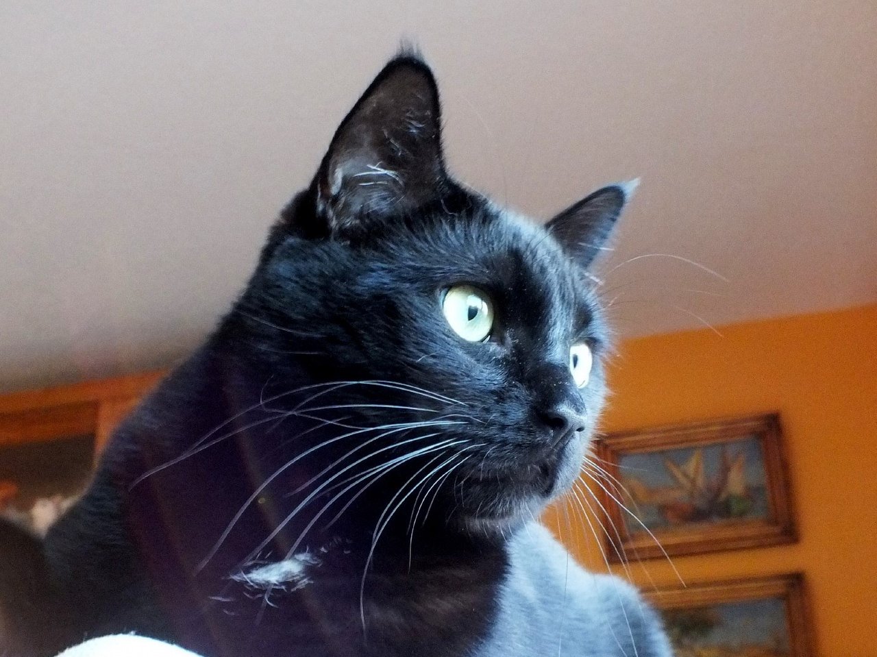 CC0256CreativeCat4.jpg