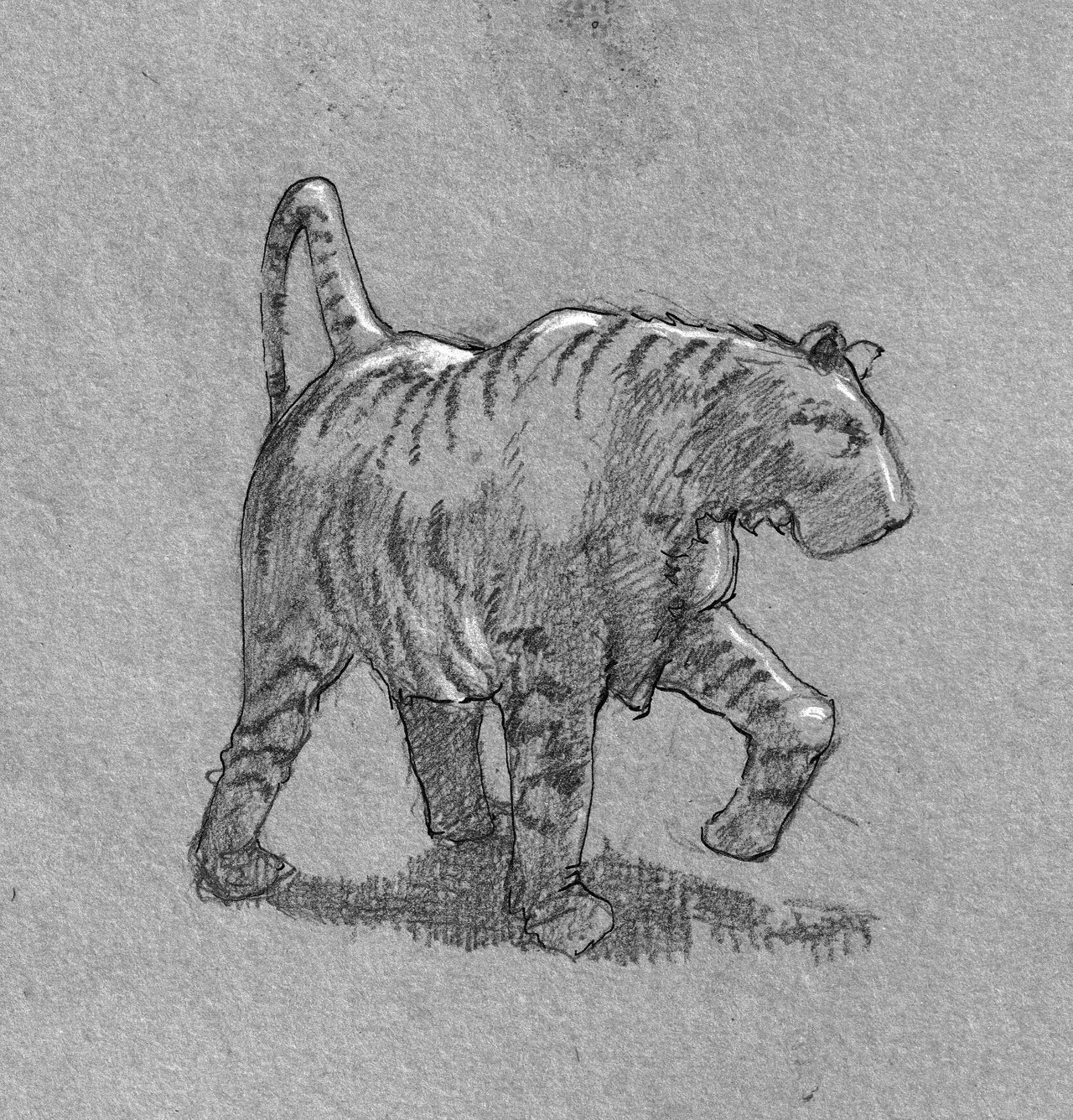 tigre al aceho.jpg