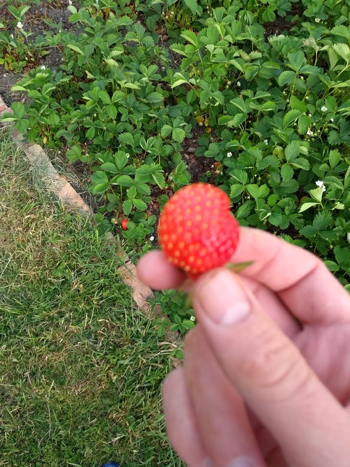 Strawberry
