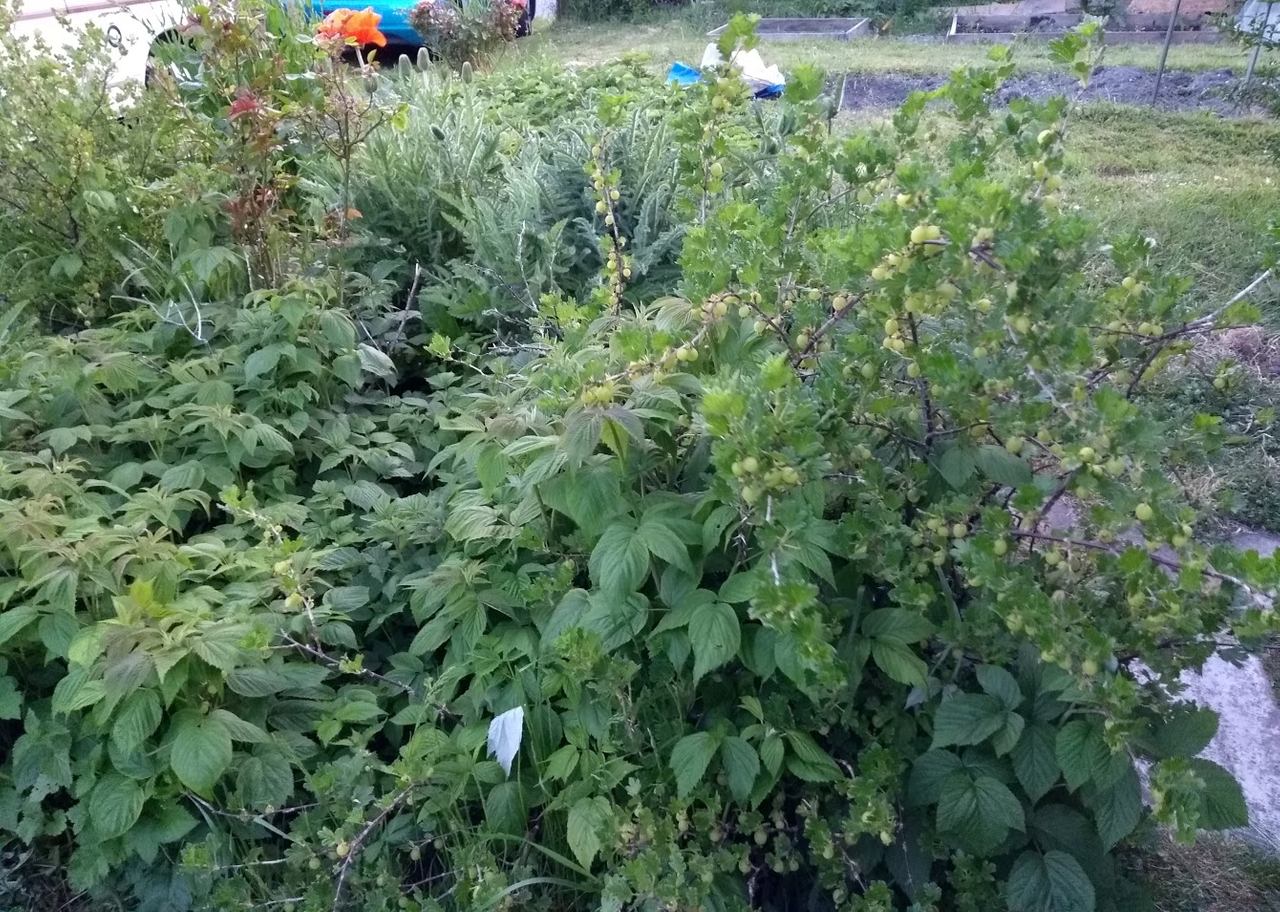More berries
