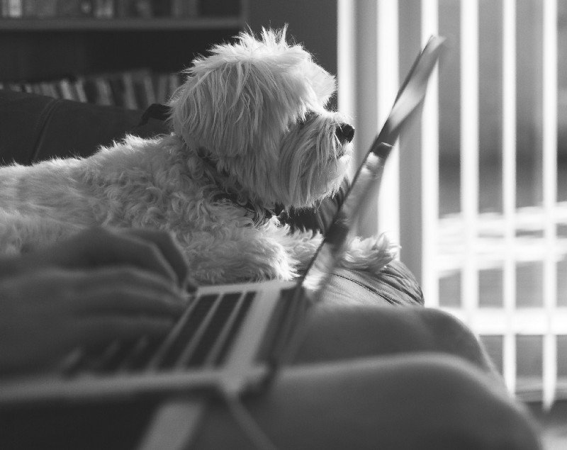 block dog.jpeg