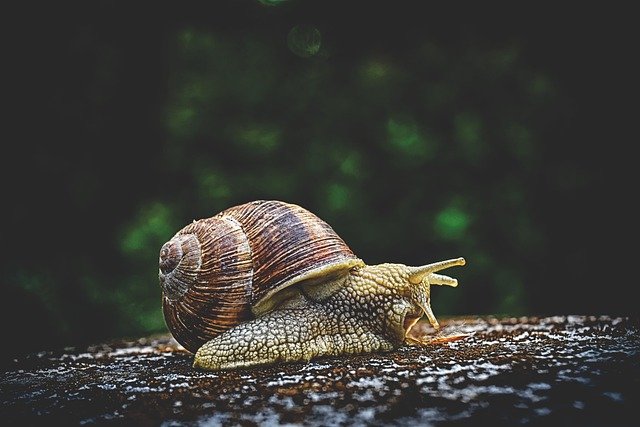 snail-3705324_640.jpg