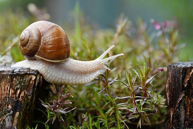 snail-4729777_640.jpg
