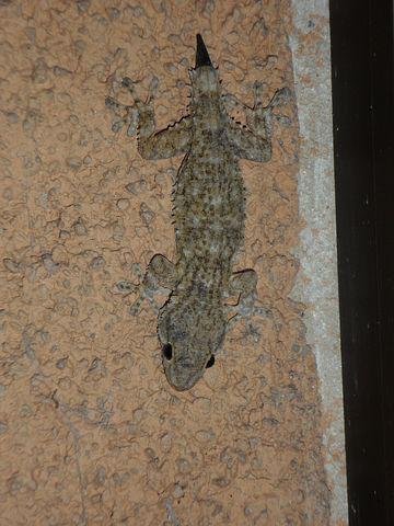 gecko-374597__480.jpg