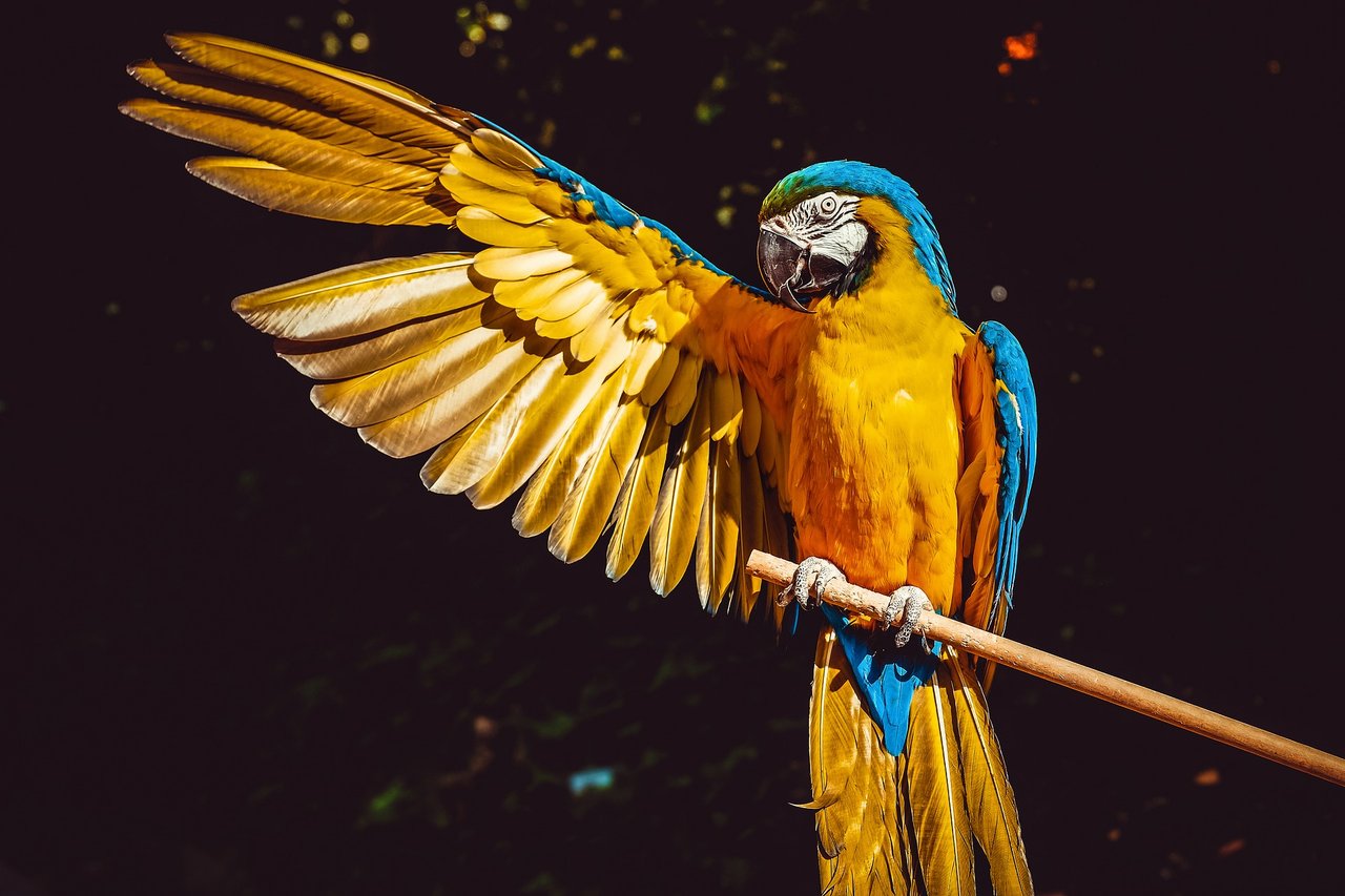 "medium-photo-bird.jpg"