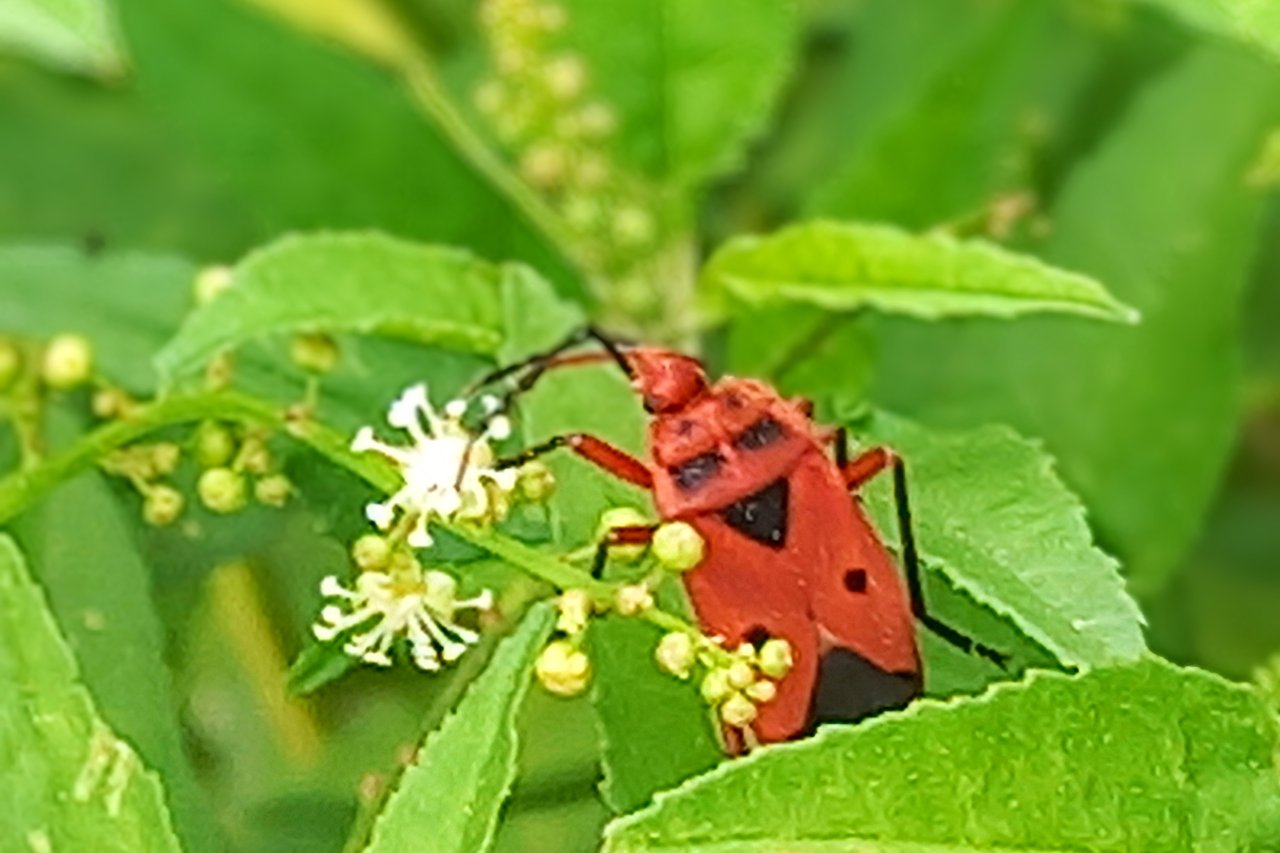 20250725_071240~2.jpg