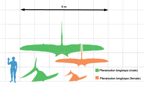 Pteranodon_scale.png