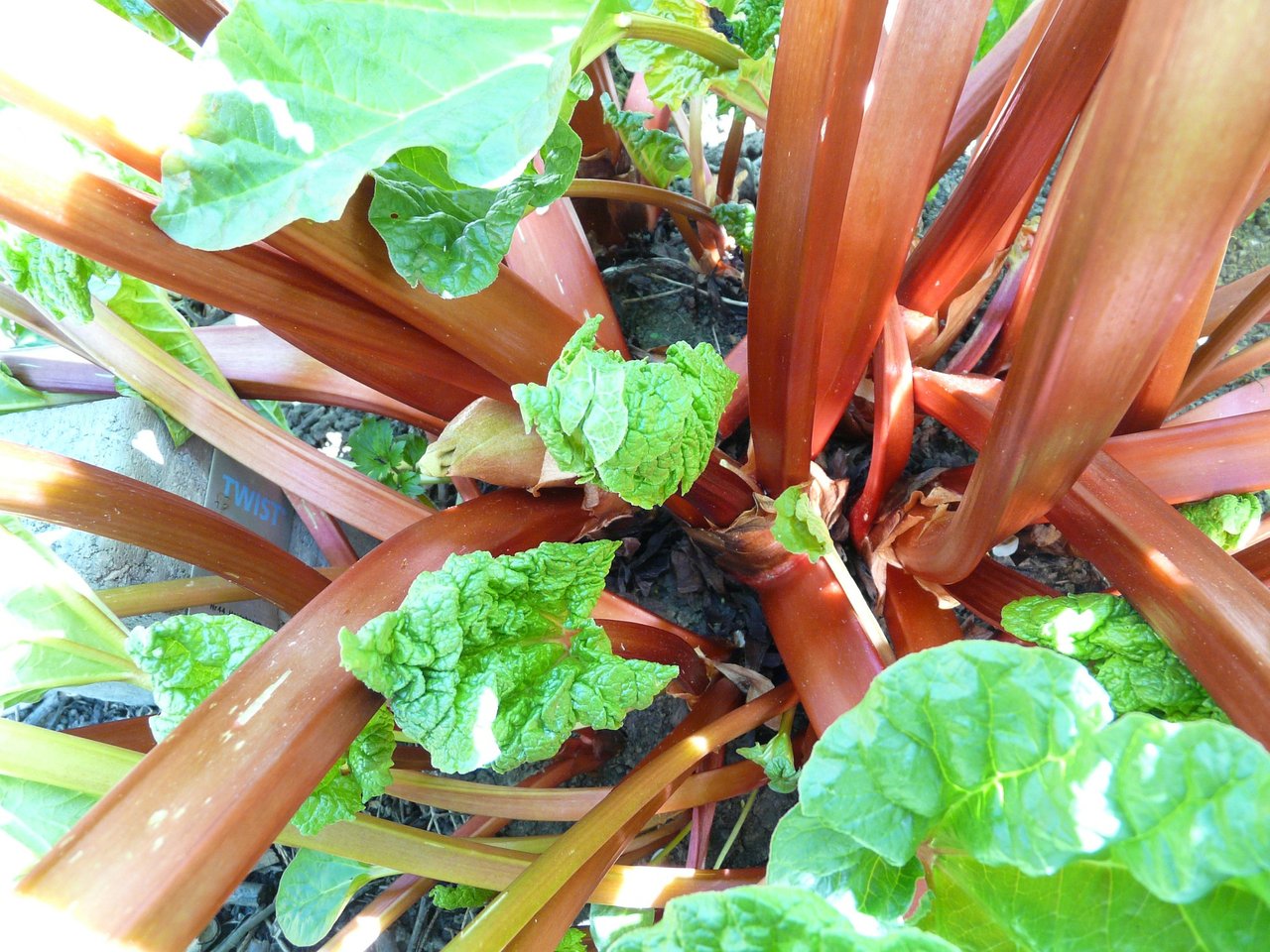 rhubarb-g83a9bf2d7_1920.jpg