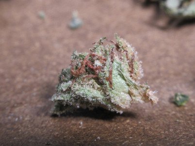 microsplitlilpistils302.jpg