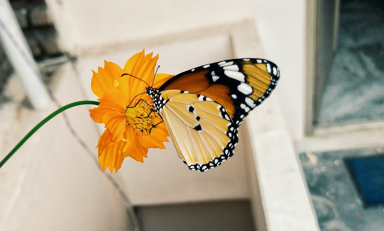 pexels-swapnil-sharma-729086.jpg