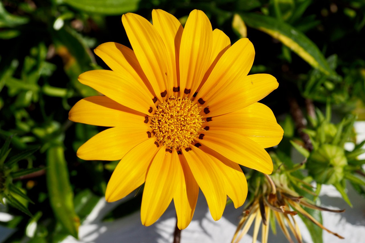 Spring_4