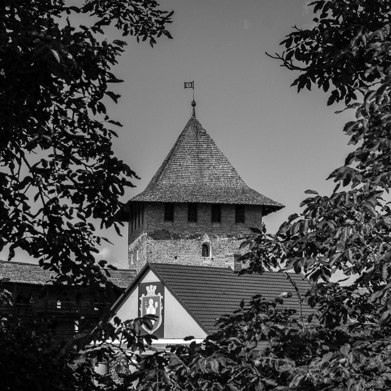 DSC_8481.jpg