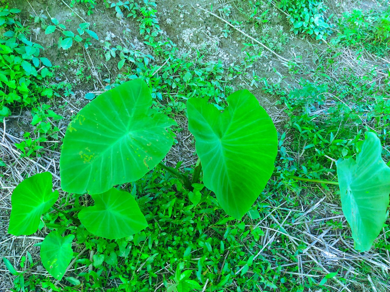 IMG_20221005_170829.jpg