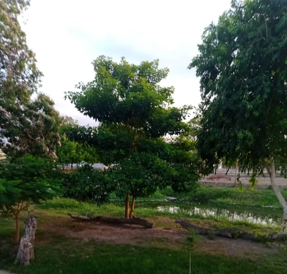 natureaa.png