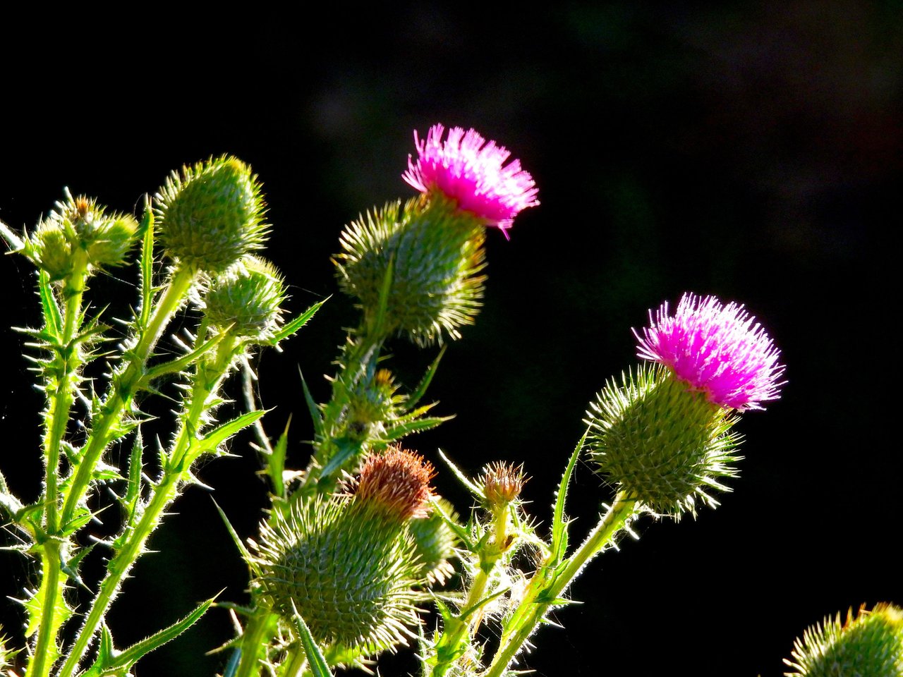SCOTTISH THISTLE.JPG