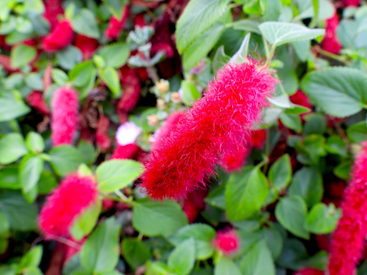RED FLOWER.JPG