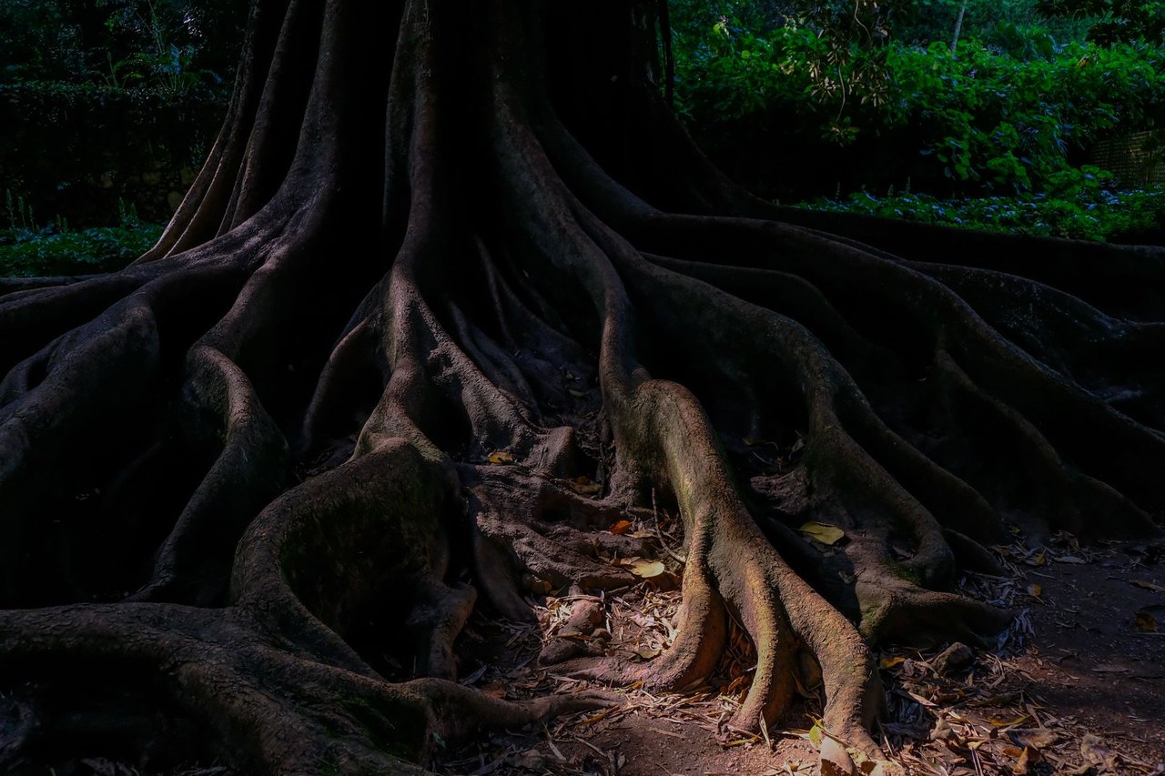 9-The Lovers Banyan Tree_Paulo Abrantes-20.jpg
