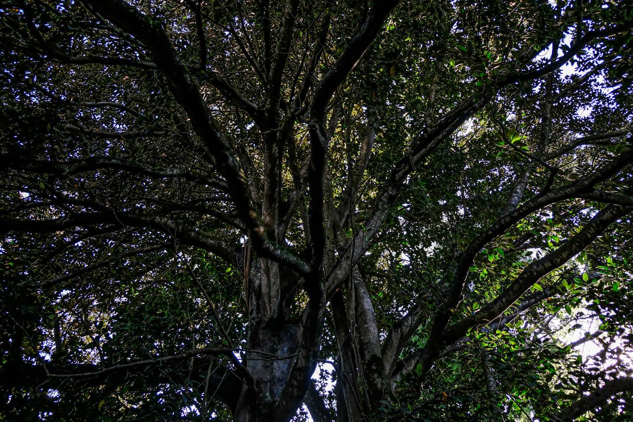 10-The Lovers Banyan Tree_Paulo Abrantes-12.jpg