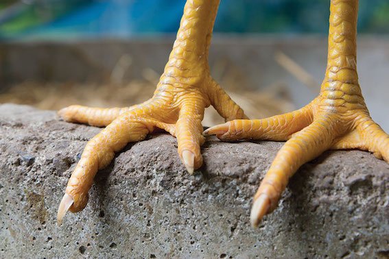 chicken-feet-145872932.jpg