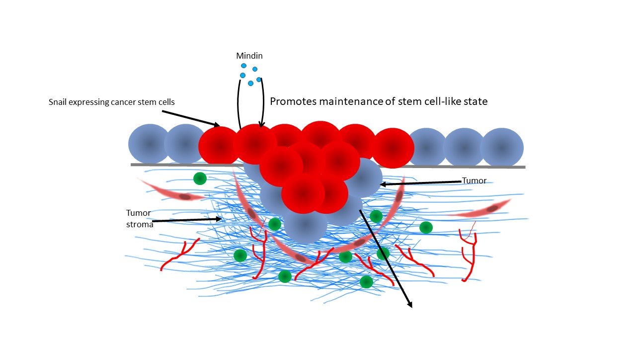 CSC4.jpg