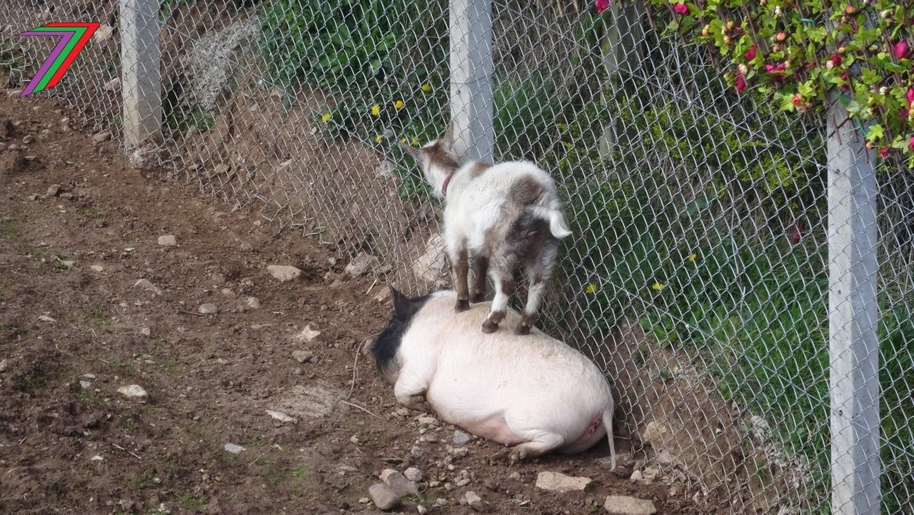 Lily_Ham_Stack.jpg