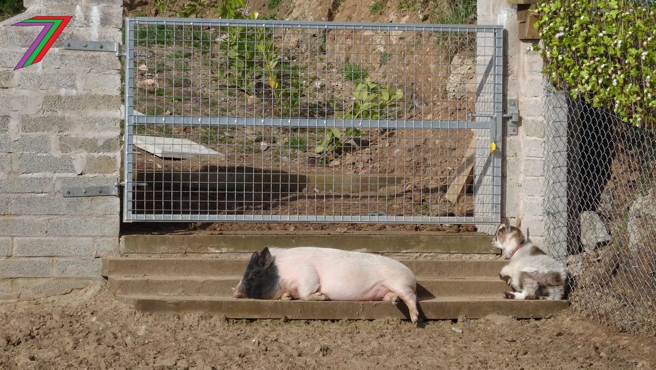 Ham_Relax.jpg