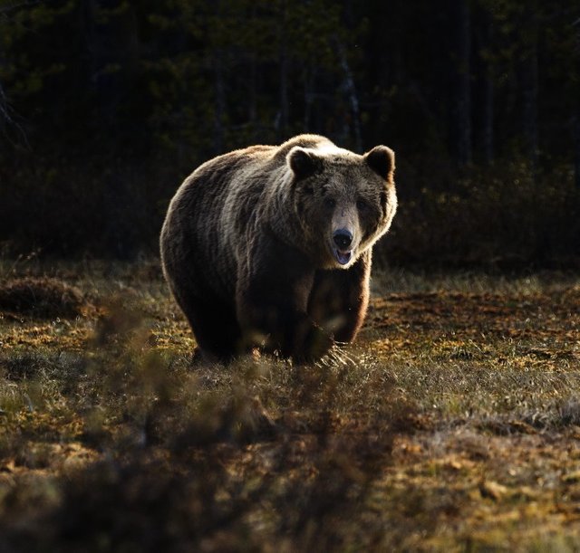 bear.jpg