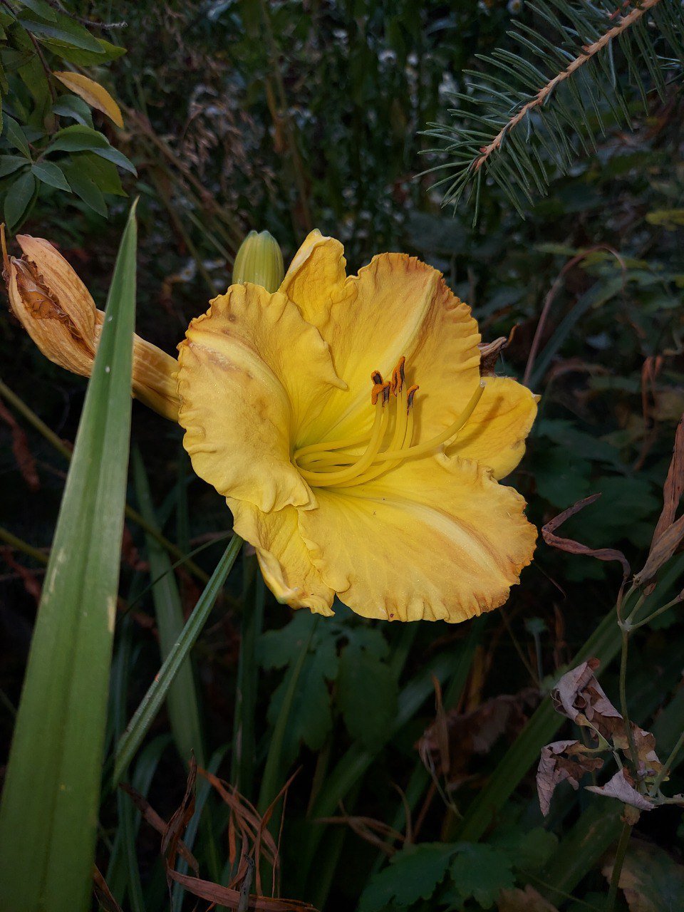 IMG_0377.jpeg