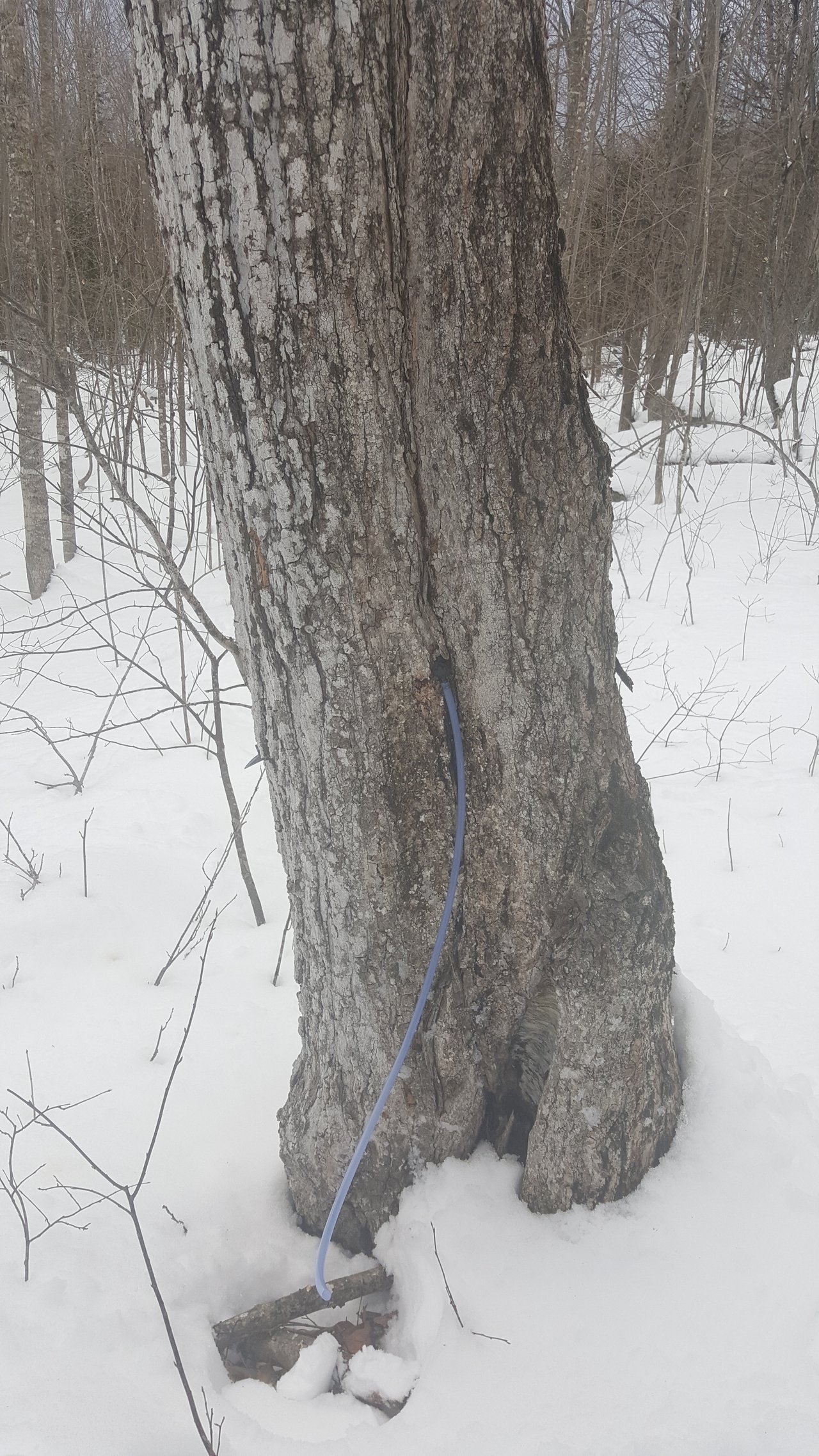 20180311_171849.jpg