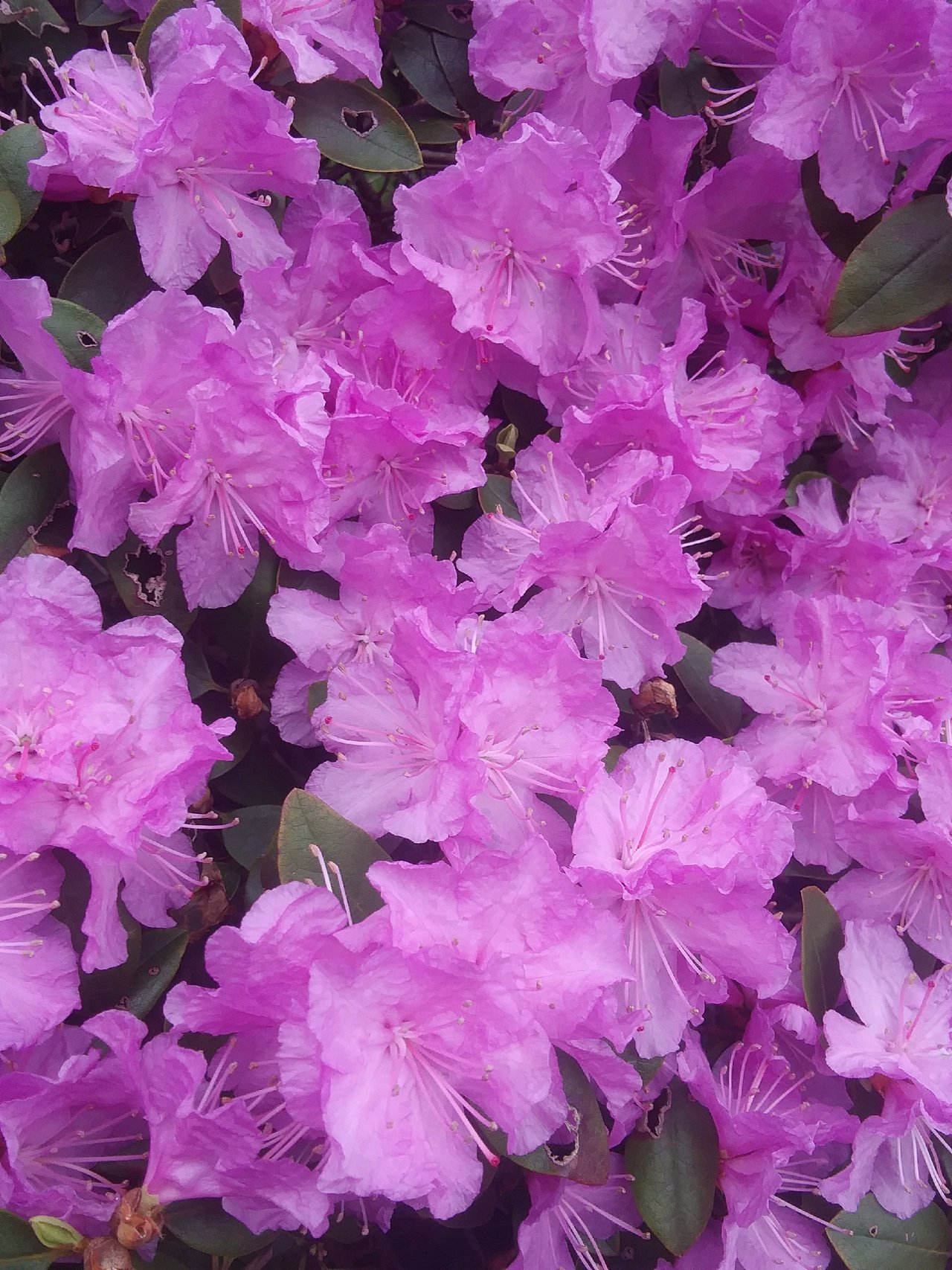 20190414_153243.jpg