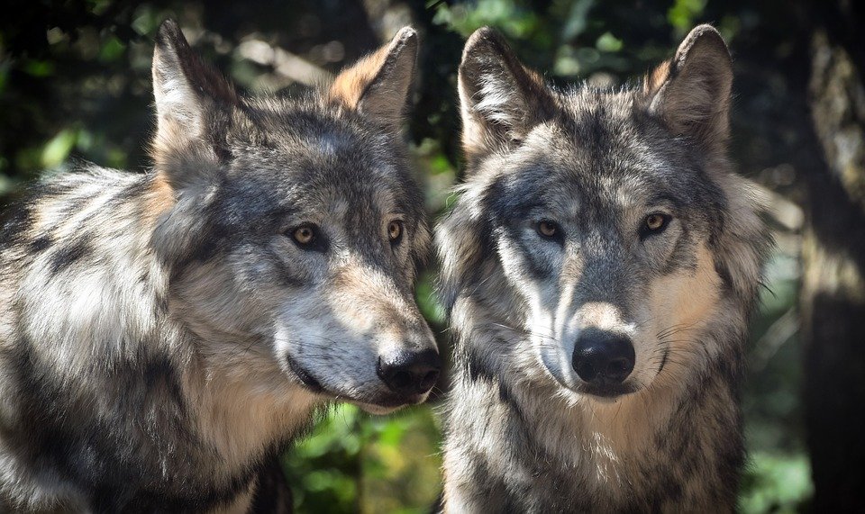 wolf-2984865_960_720.jpg
