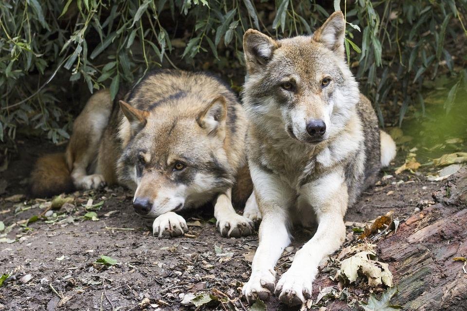 wolf-1388558_960_720.jpg