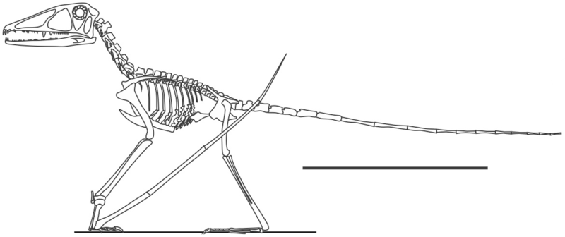 800px-Preondactylus.png