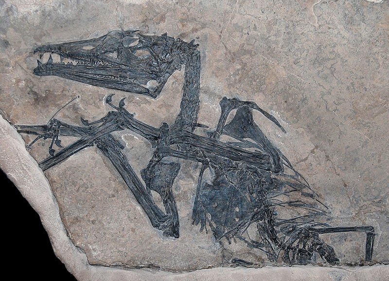 800px-Eudimorphodon.jpg
