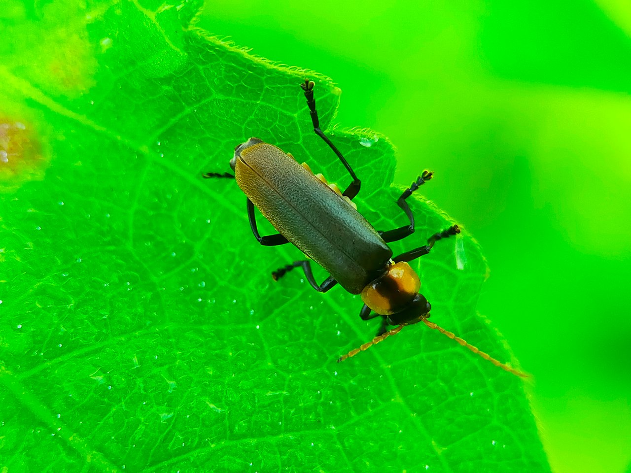 Chauliognathus lugubris (2).jpg