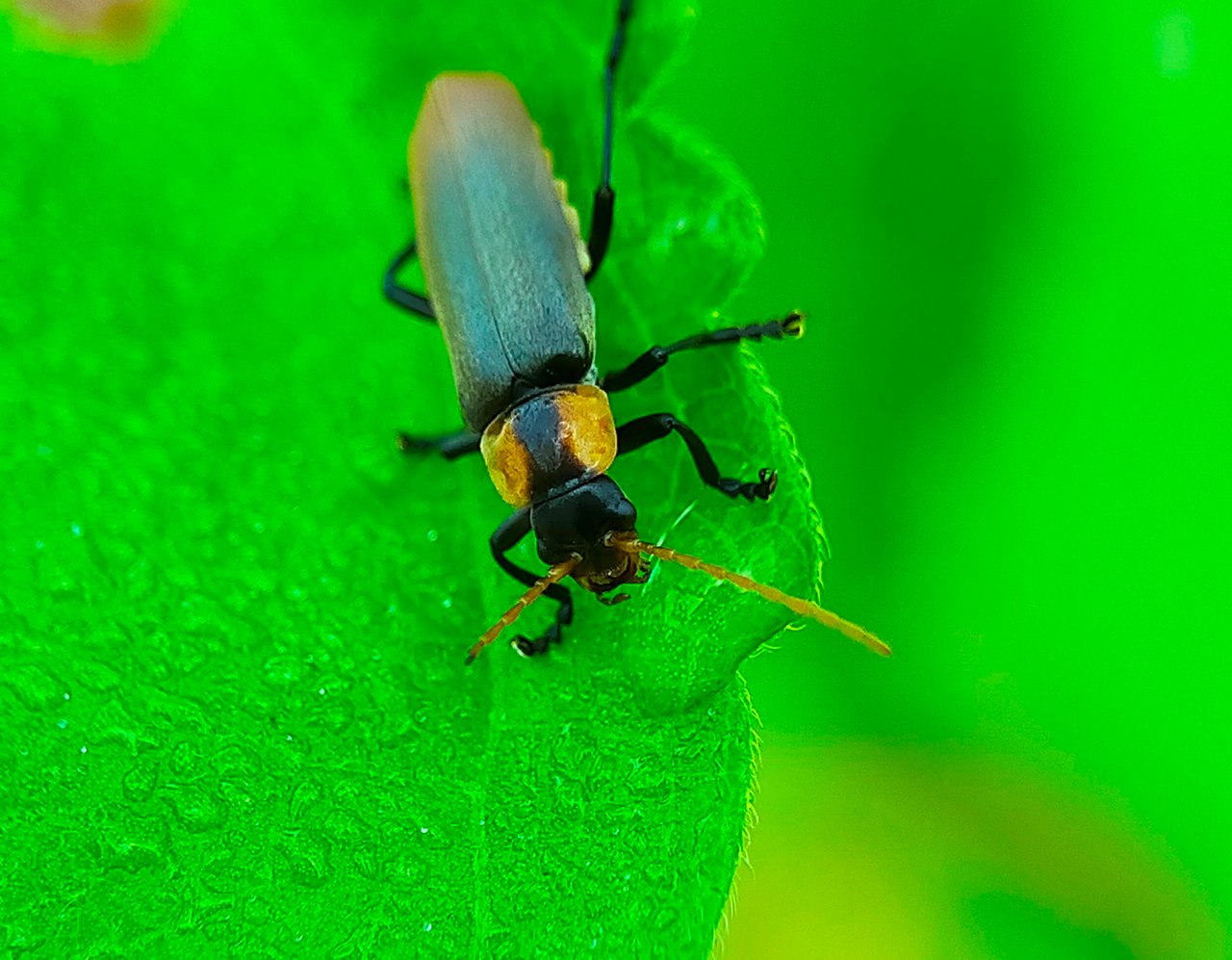 Chauliognathus lugubris (8).jpg