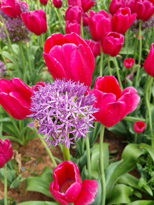 A Day Trip. International Tulip Festival 