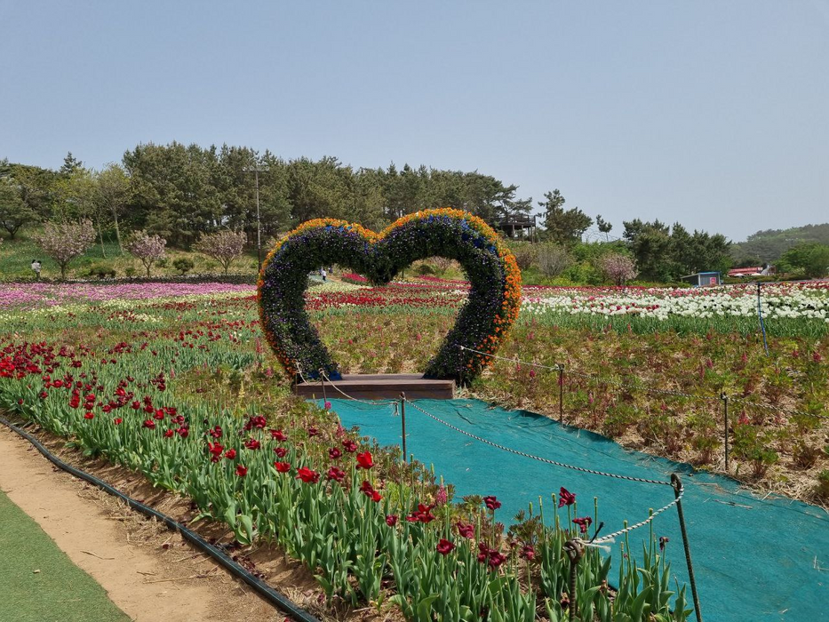 A Day Trip. International Tulip Festival 